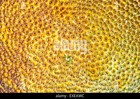 Close-up di una grande stella corallo a Sharon la serenità in Klein Bonaire, Bonaire Foto Stock