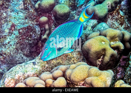 Luce di arresto ParrotfishCleaning Coralli a Sharon la serenità in Klein Bonaire, Bonaire Foto Stock