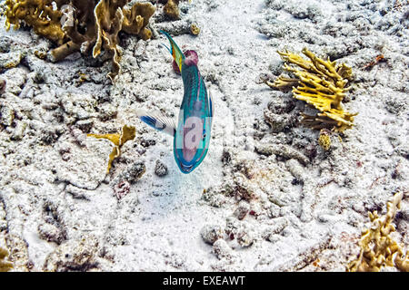 Luce di arresto pesci pappagallo fase terminale la crociera a Sharon la serenità, Bonaire Foto Stock