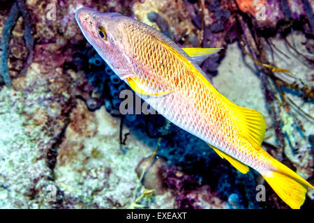 Pedagogo Snapper nuoto a Bari il Reef, Bonaire Foto Stock