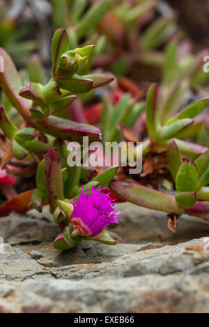 Massa costiere coprire succulento nella costa della California Foto Stock