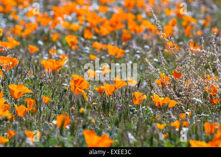 Primavera in California, migliaia di fiori che sbocciano sulle colline di Antelope Valley California Poppy preservare Foto Stock