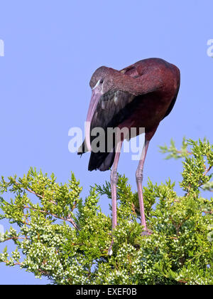 Ibis lucido Permanente sulla cima di un albero Foto Stock