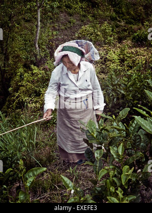 Darjeeling femmina raccoglitori di tè Foto Stock