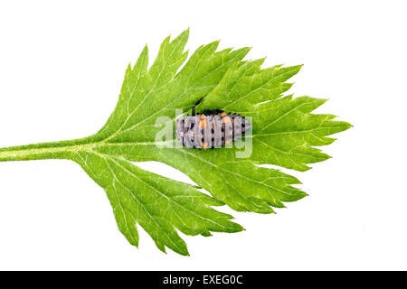 Ladybird larva sulla foglia verde isolato su sfondo bianco Foto Stock