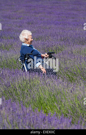 Donna anziana si è seduta godendo la lavanda in un giorno aperto alla Lordington Lavender Farm, Lordington, Chichester, West Sussex UK nel mese di luglio Foto Stock