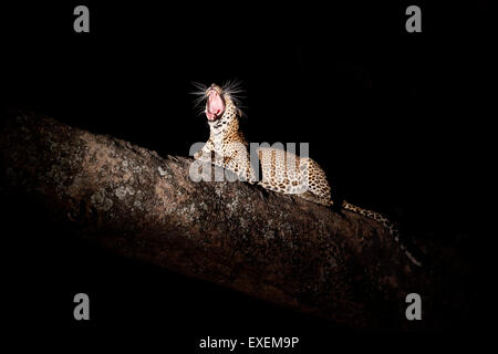 Una giovane leopardo femminile che riposa in un albero su un ramo più grande di notte - sbadigliando. Fotografato con luce artificiale. South Luangwa Nationalpark, Zambia Foto Stock