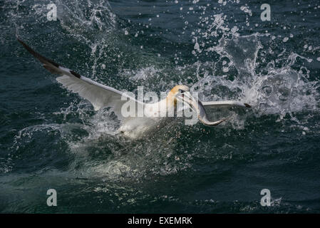 Un northern gannet superfici dopo le immersioni per pesce chummed sgombro nel Mare del Nord off Bempton Cliffs, East Yorkshire Foto Stock