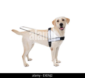 Cane guida per ciechi ritagliare isolati su sfondo bianco Foto Stock