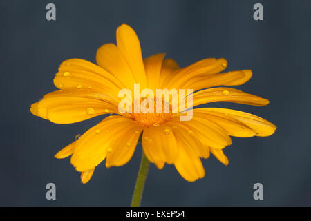 Fiore giallo su sfondo scuro completamente aperto su di un unico stelo con petali di grandi dimensioni con gocce d'acqua riposo dopo la pioggia. Foto Stock