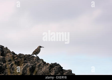 Il cofano mockingbird in appoggio su di una roccia Foto Stock