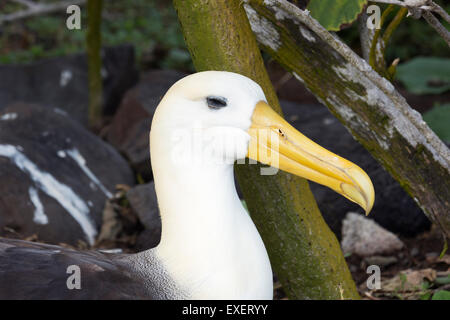 Close-up di un albatro ondulata seduto su un nido botherd da una zanzara sulla testa Foto Stock