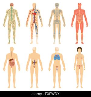 Insieme di organi umani e i sistemi del corpo vitalità. Nervoso, circolatorio, scheletro, muscolare, digestivo, respiratorio. Illustrazione Vettoriale