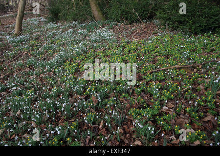 Snowdrop (Galanthus nivalis) & inverno Aconitum (Eranthis hyemalis) Foto Stock
