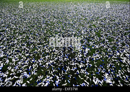 Un sacco di coriandoli sul tappeto erboso di un campo di calcio dopo un momento di festa Foto Stock