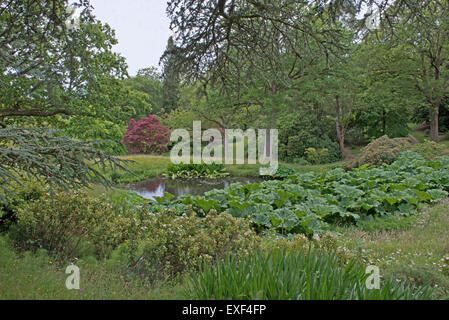 Centro Stagno ad alta bosco di faggi e acqua giardino, Handcross West Sussex, in Inghilterra, Regno Unito, GB Foto Stock