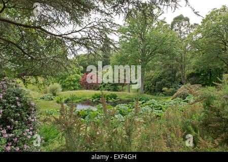 Centro Stagno ad alta bosco di faggi e acqua giardino, Handcross West Sussex, in Inghilterra, Regno Unito, GB Foto Stock