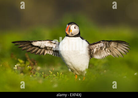 Atlantic Puffin ( Fratercula arctica) con ali stese su Skomer Island, Pembrokeshire Foto Stock