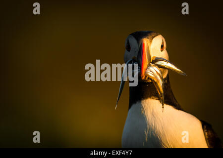 Atlantic Puffin ( Fratercula arctica) con il cicerello al tramonto. Isola di Skomer, Pembrokeshire Foto Stock