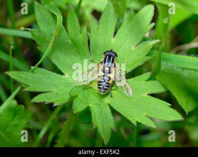 Borchiati Hoverfly o Sunfly - Helophilus pendulus sulla lamina Foto Stock