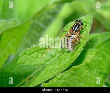 Borchiati Hoverfly o Sunfly - Helophilus pendulus ali di pulizia Foto Stock