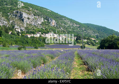 Un campo di lavanda nei pressi del villaggio di Monieux, nei pressi di Sault in Provenza Francia UE Foto Stock