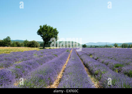 Un campo di lavanda nei pressi del villaggio di Monieux, nei pressi di Sault in Provenza Francia UE Foto Stock