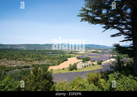 Una vista su campi di lavanda, nei pressi di Sault in Provenza Francia UE Foto Stock