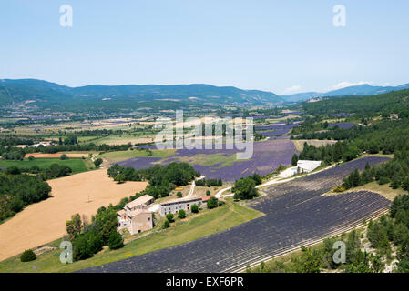 Una vista su campi di lavanda, nei pressi di Sault in Provenza Francia UE Foto Stock