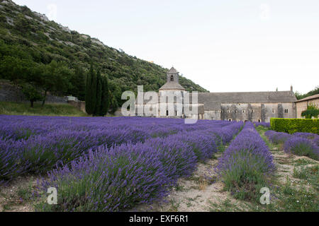 Abbazia di Senanque, nei pressi di Gordes in Provenza Francia UE Foto Stock