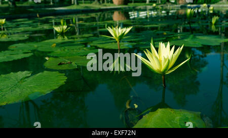 Il giallo fiore di loto e fiore di loto piante Foto Stock