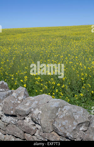 Un tradizionale muro di pietra di fronte a un campo di colza gialli con uno sfondo di un nitido cielo blu Foto Stock