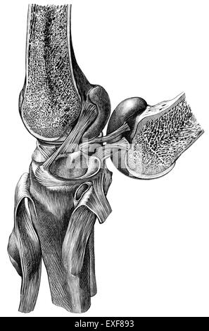 Sezione di un ginocchio umano con menisco, Foto Stock