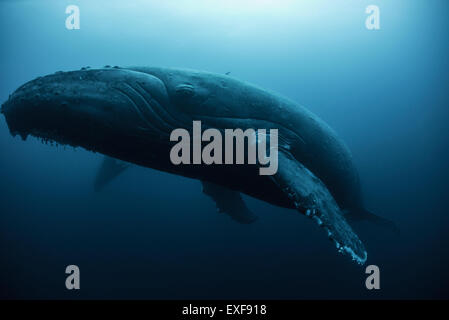 Humpback Whale (Megaptera novaeangliae) di appoggio nel profondo, Roca Partida, Revillagigedo, Messico Foto Stock