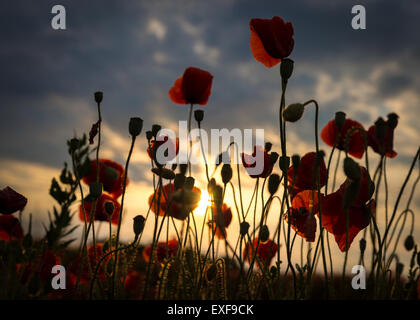 Rosso scuro papaveri contro il cielo blu al tramonto Foto Stock