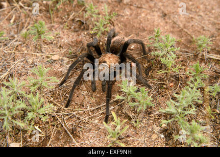 Deserto Tarantola, (Aphonpelma chalcodes), maschio, primitiva velenosi spider, Sonoita, Arizona, Stati Uniti. Foto Stock