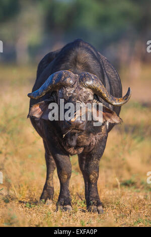 Vecchio African Buffalo bull con il rosso-fatturati Oxpecker Foto Stock