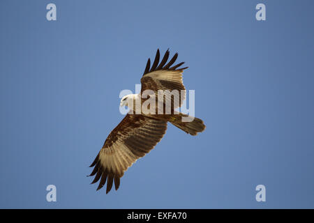 Brahminy kite in aria (Haliastur indus), Kerala, India Foto Stock