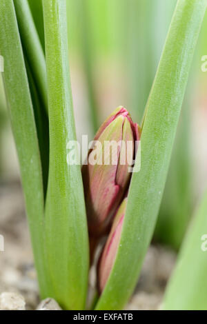 Tulipa "Lilliput' Tulip Flower bud fuoriuscendo attraverso la ghiaia Marzo Foto Stock