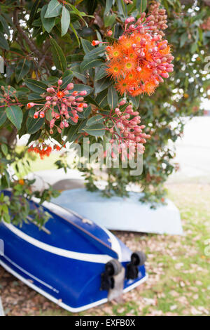 Barche sotto albero Pohutukawa, NZ Foto Stock