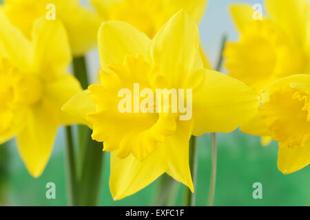Narcissus 'Standard Value' Daffodil divisione 1 Marzo a campana Foto Stock