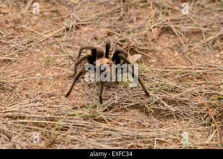 Deserto Tarantola, (Aphonpelma chalcodes), maschio, primitiva velenosi spider, Sonoita, Arizona, Stati Uniti. Foto Stock