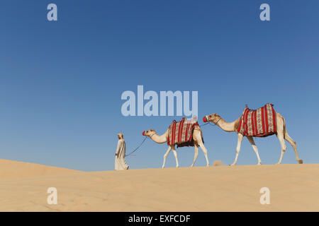 Bedouin camminare con due cammelli nel deserto, Dubai, Emirati Arabi Uniti Foto Stock