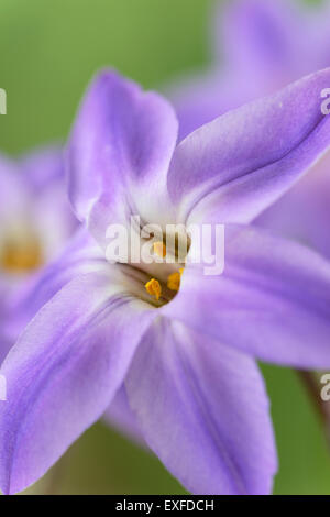 Ipheion uniflorum 'Froyle Mill' AGM starflower PRIMAVERA MARZO Foto Stock