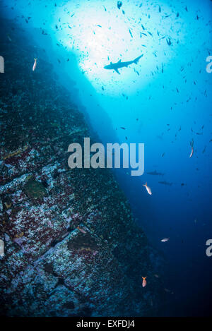 Baitfish e shark nuoto da ripide pareti sottomarine, Roca Partida, Revillagigedo, Messico Foto Stock
