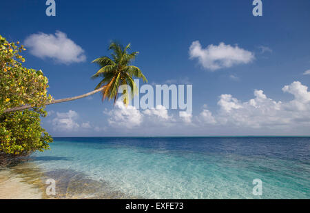 Palma da cocco sopra un mare tropicale, Vilamendhoo Island, atollo di Ari, Maldive Foto Stock