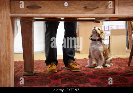 Mans gambe e cane cercando in picture corniciai workshop Foto Stock