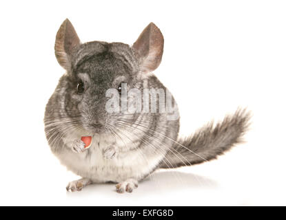 Chinchilla lanigera singolo adulto in un studio Foto Stock