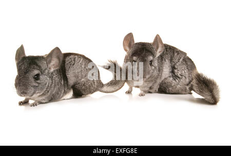 Chinchilla lanigera due adulti in un monolocale Foto Stock