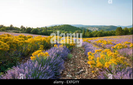 Un campo di lavanda nei pressi del villaggio di Monieux, nei pressi di Sault in Provenza Francia UE Foto Stock